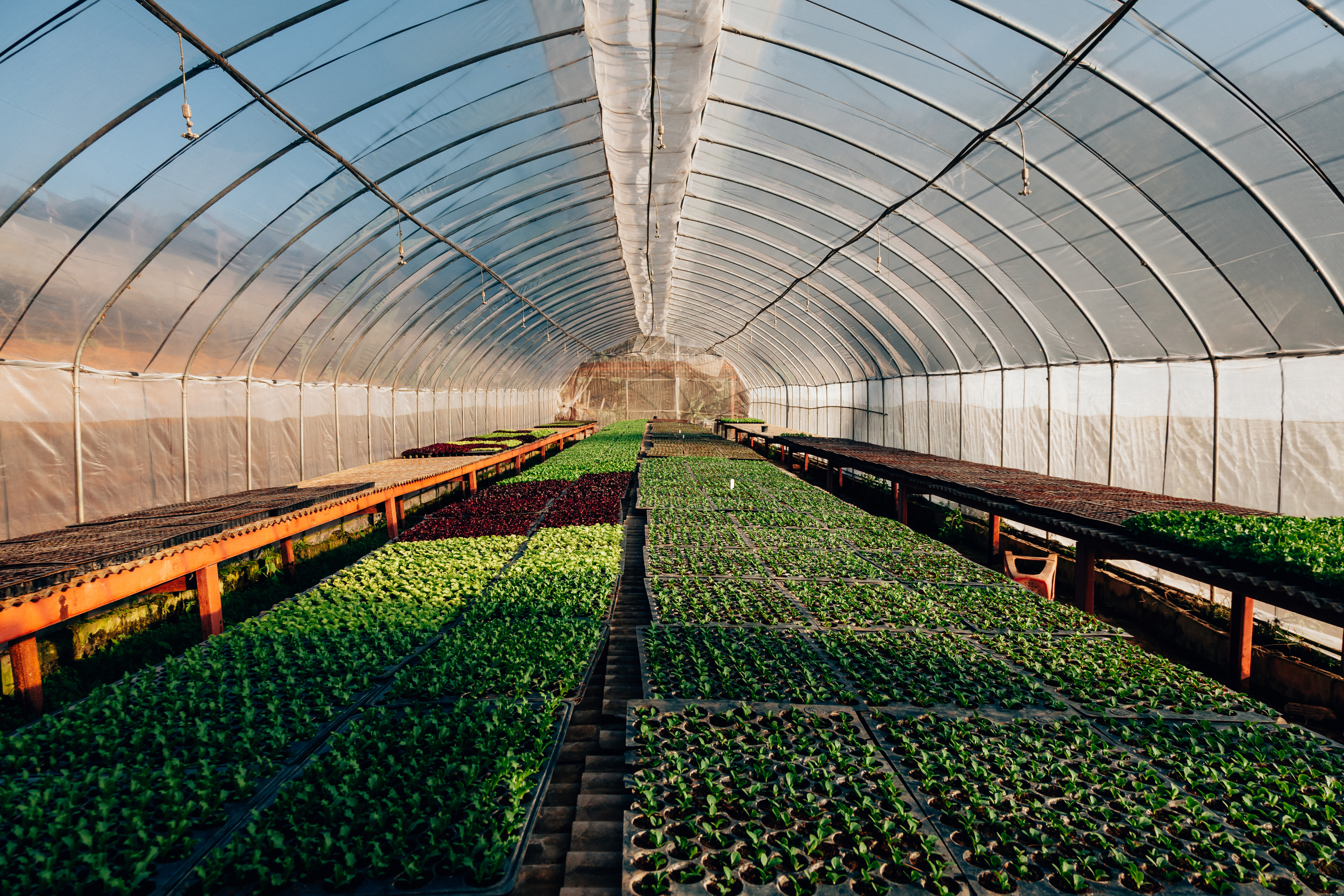Hydroponic Greenhouse
